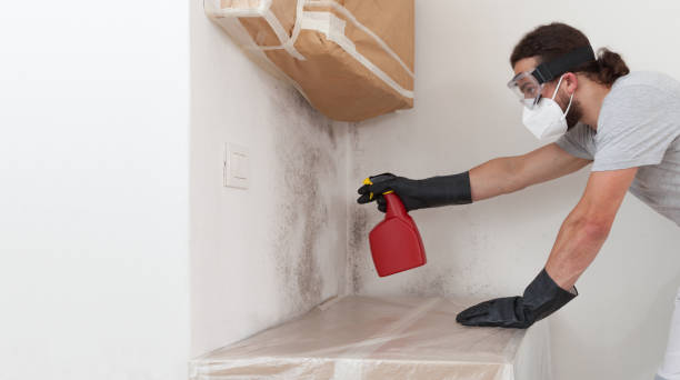 Professional Basement Mold Remediation technician working in Richland, WA