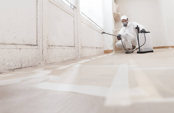 24/7 Emergency Basement Mold Remediation experts in Richland, WA