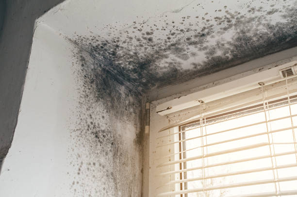 Affordable Basement Mold Remediation solutions in Richland, WA