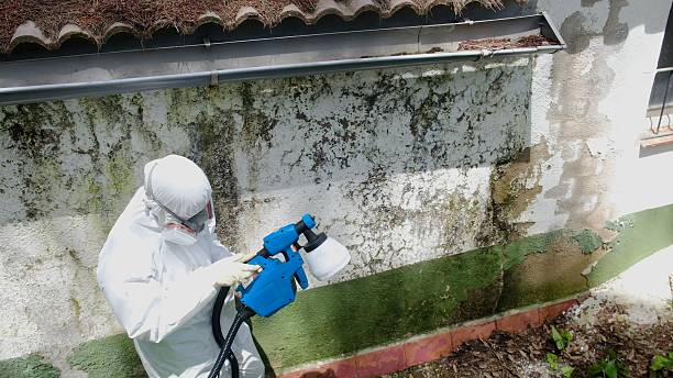 Top rated local Basement Mold Remediation specialists in Richland, WA